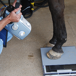 Equine Lameness Examinations